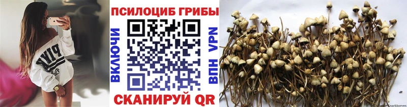 сколько стоит  Николаевск-на-Амуре  Псилоцибиновые грибы Magic Shrooms 